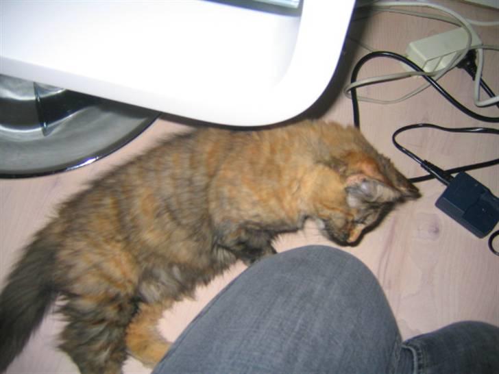 Blanding af racer Krydder billede 6