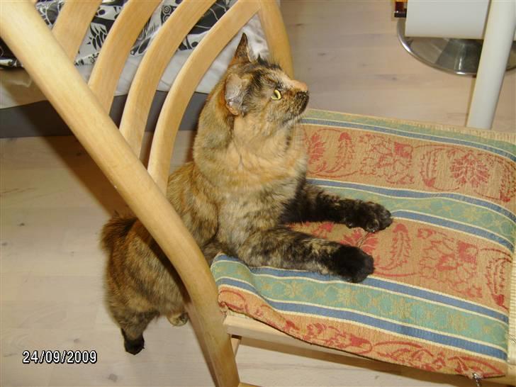 Blanding af racer Krydder billede 7