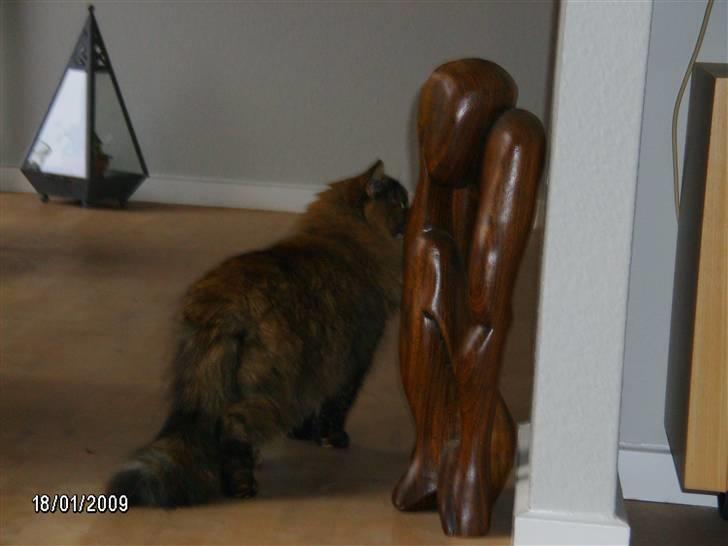 Blanding af racer Krydder billede 8