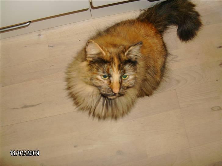 Blanding af racer Krydder billede 9