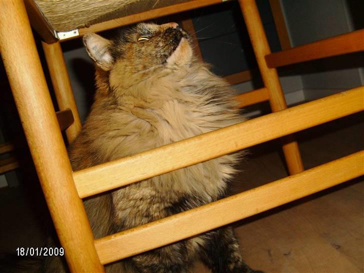 Blanding af racer Krydder billede 10