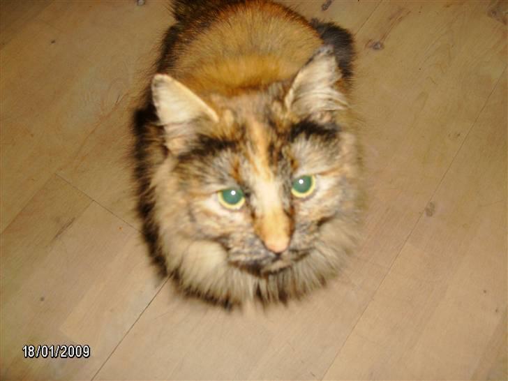 Blanding af racer Krydder billede 11