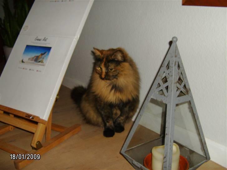 Blanding af racer Krydder billede 12