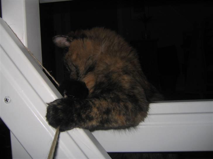 Blanding af racer Krydder billede 13