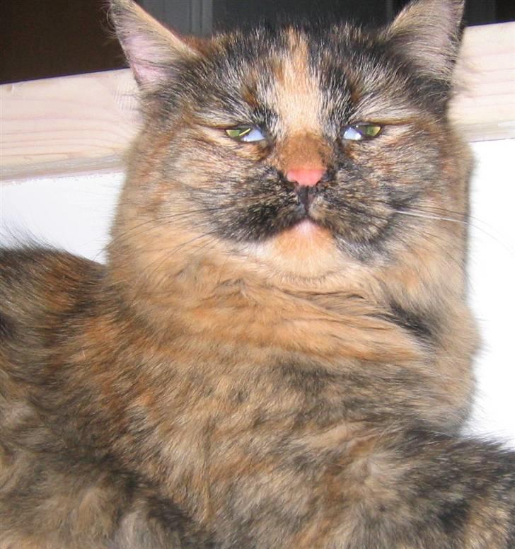 Blanding af racer Krydder billede 14