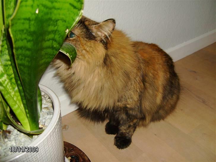 Blanding af racer Krydder billede 15