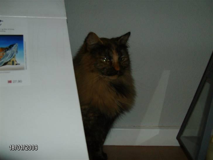 Blanding af racer Krydder billede 16