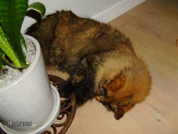 Blanding af racer Krydder billede 17