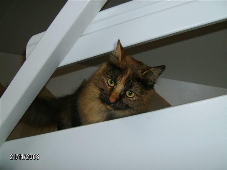 Blanding af racer Krydder billede 18