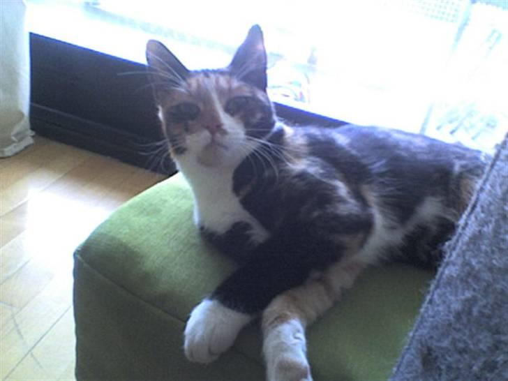 Huskat Farmor billede 7