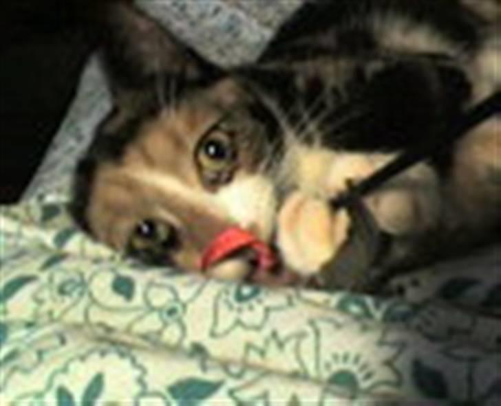 Huskat Farmor billede 8