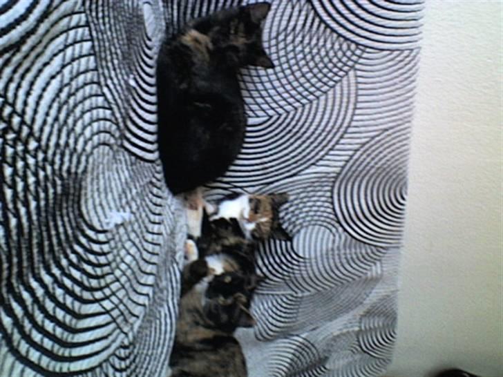 Huskat Farmor billede 9