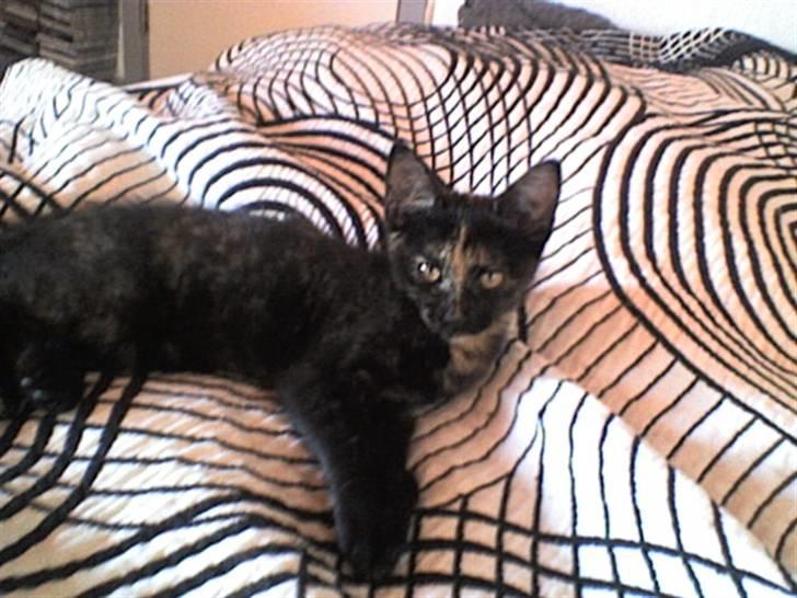 Huskat Pippi billede 11