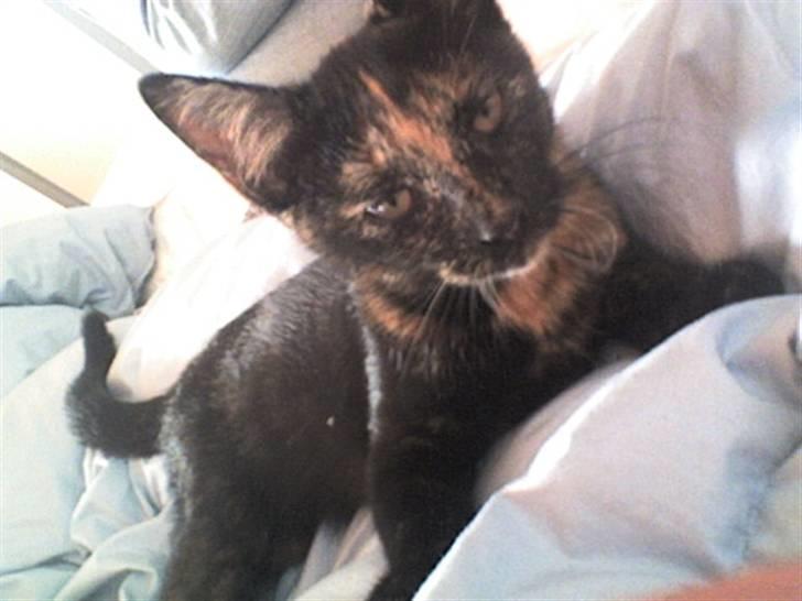 Huskat Pippi billede 12