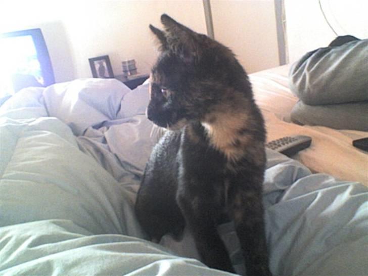 Huskat Pippi billede 13