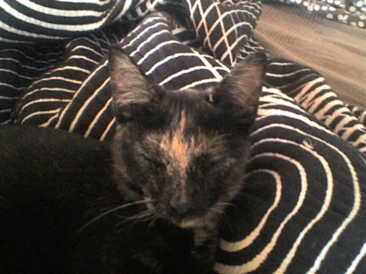 Huskat Pippi billede 14