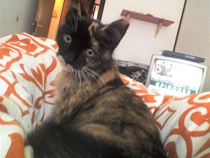 Huskat Mali billede 2