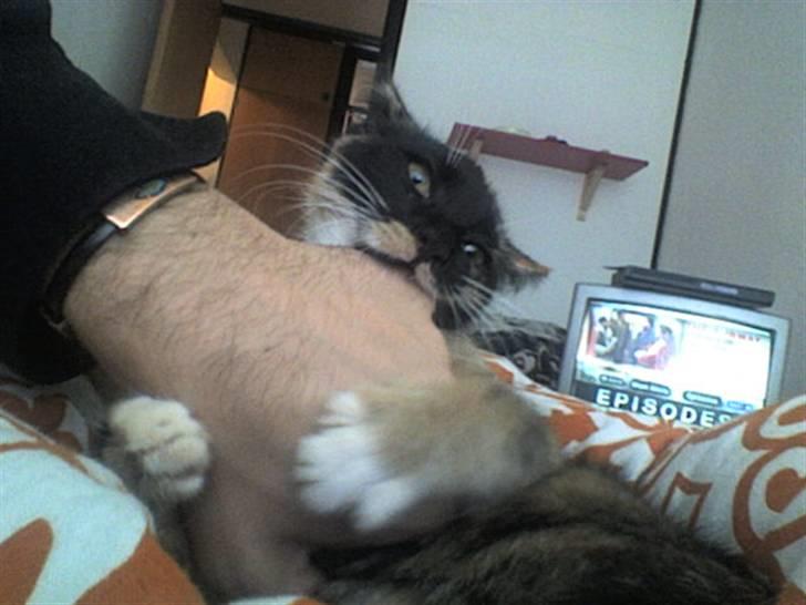 Huskat Mali billede 3