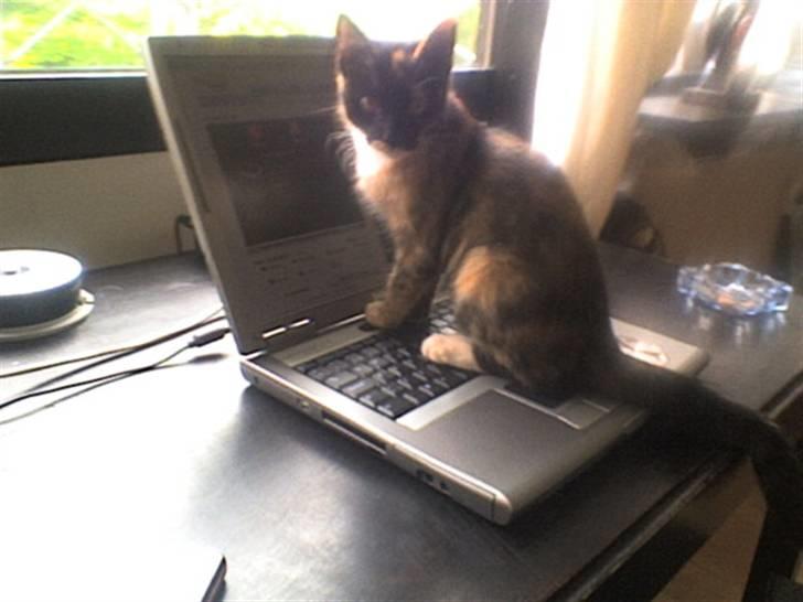 Huskat Mali billede 4