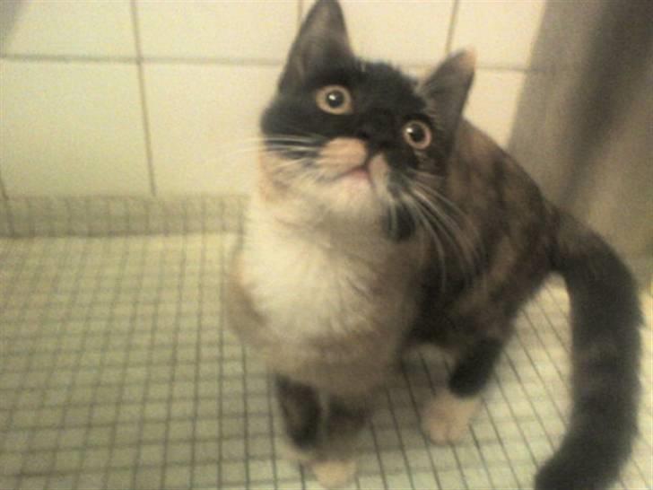 Huskat Mali billede 5