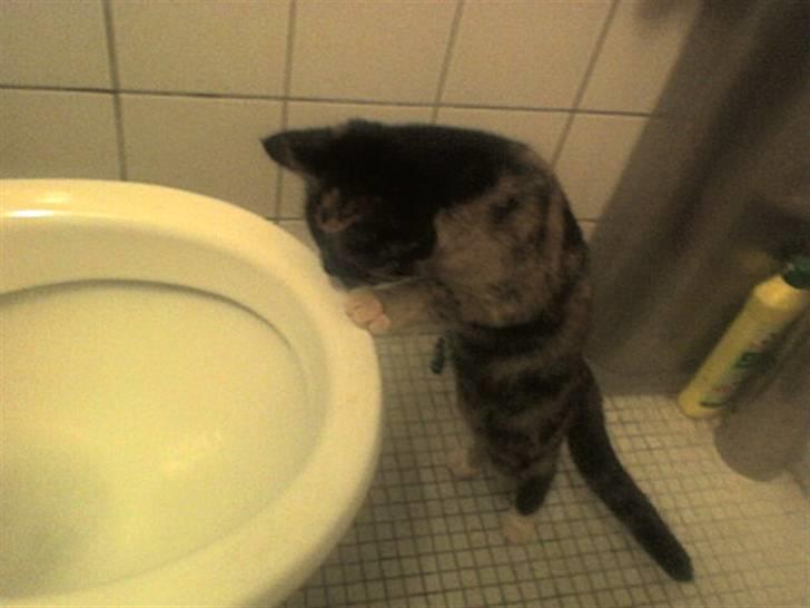 Huskat Mali billede 6