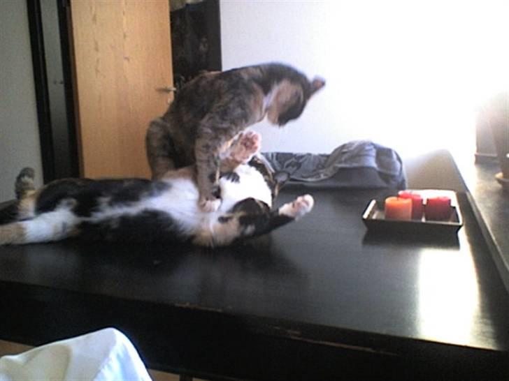 Huskat Mali billede 7