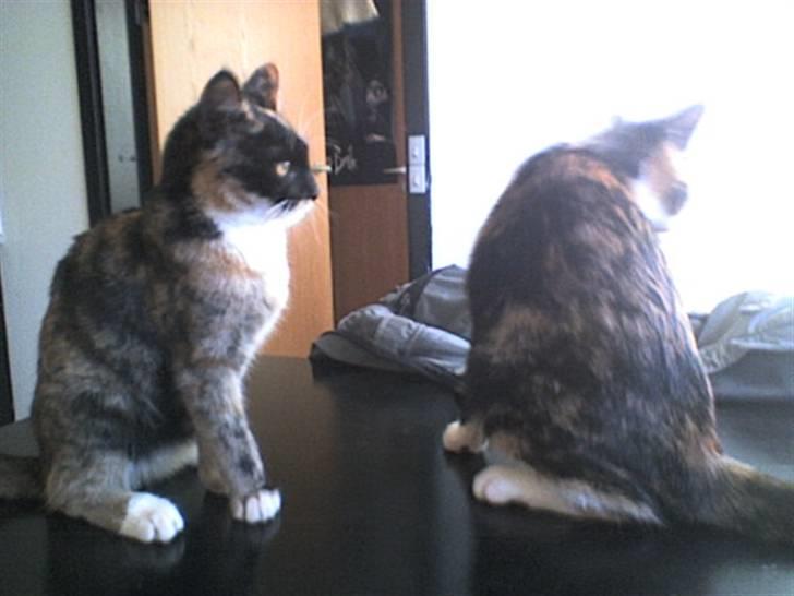 Huskat Mali billede 8