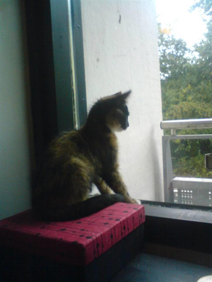 Huskat Mali billede 9