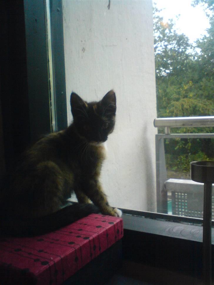 Huskat Mali billede 10