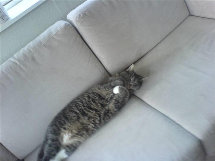 Huskat Marie billede 13