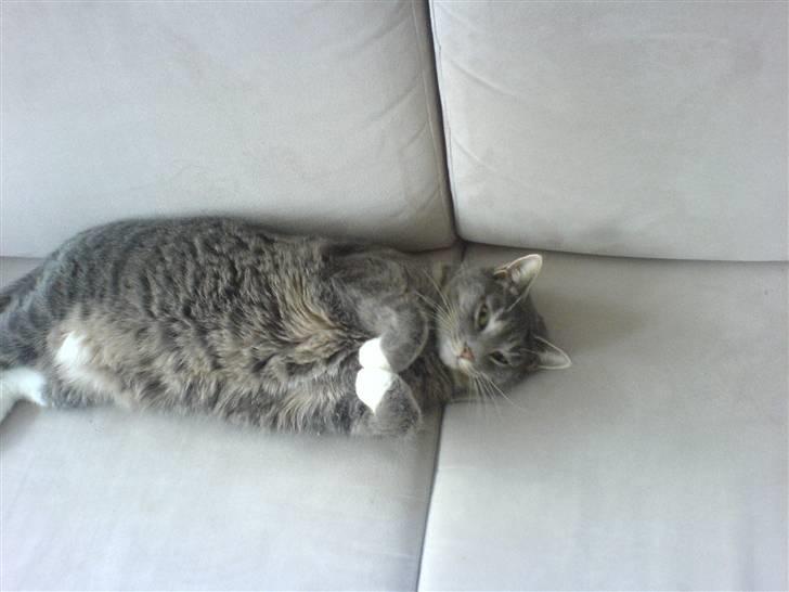 Huskat Marie billede 14