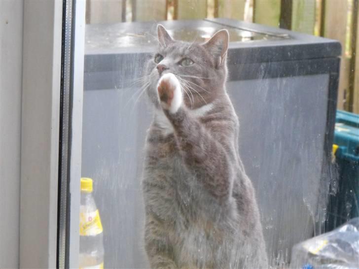 Huskat Marie - Vil du ind C: billede 15