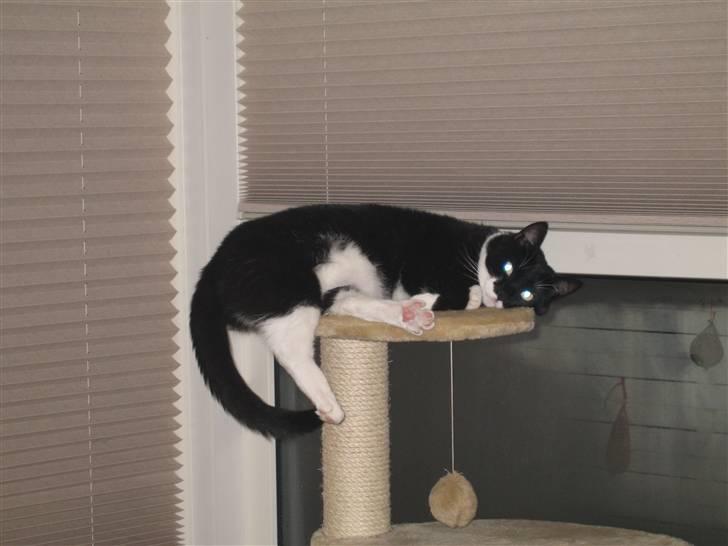 Huskat Pelle - Sover på sit højt elskede kradsebræt billede 9