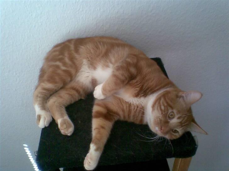 Blanding af racer Garfield billede 1