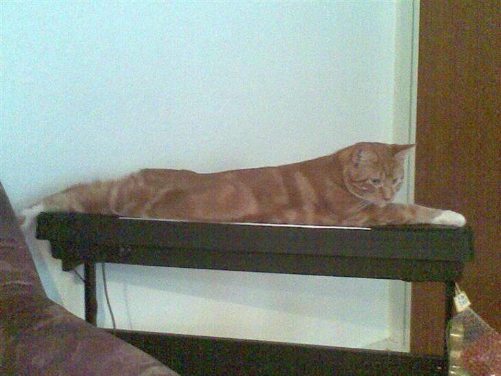 Blanding af racer Garfield billede 2