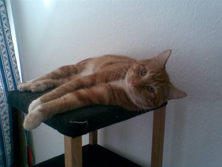 Blanding af racer Garfield billede 3