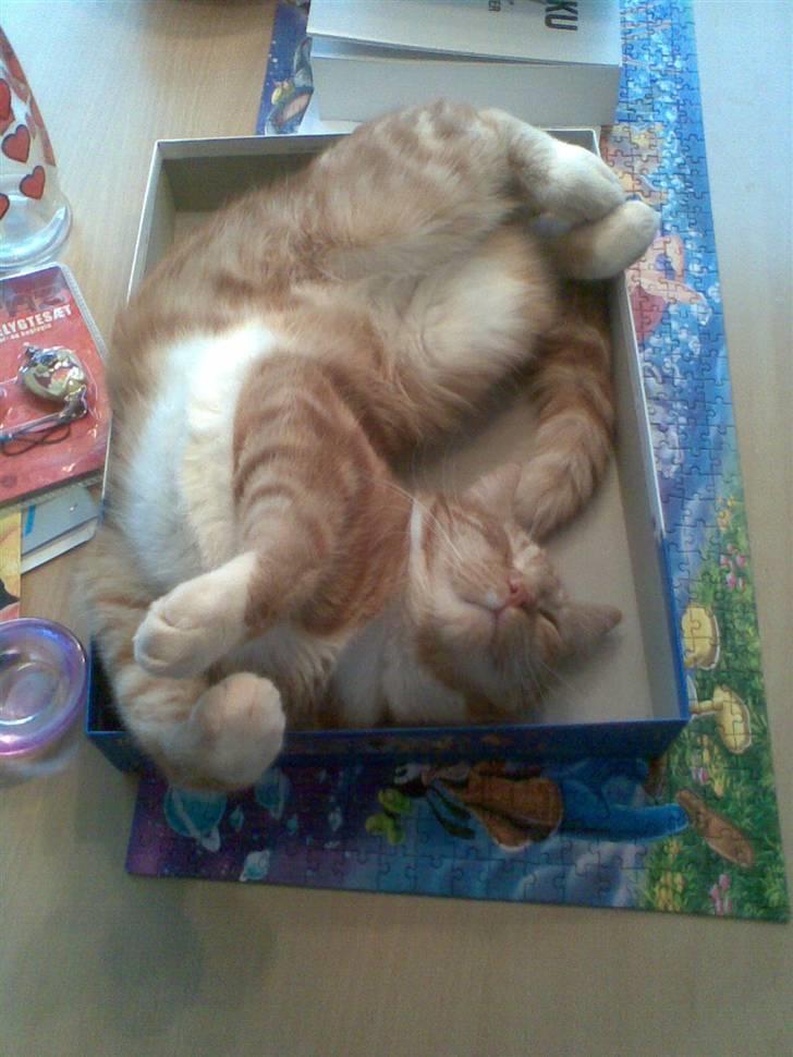 Blanding af racer Garfield billede 4