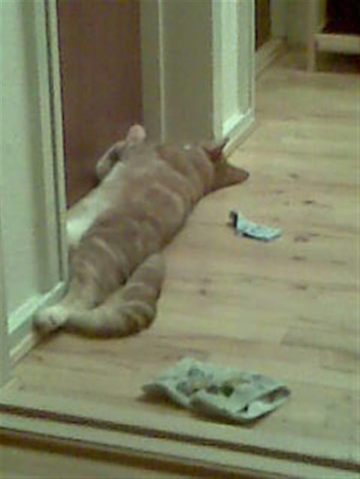 Blanding af racer Garfield billede 5