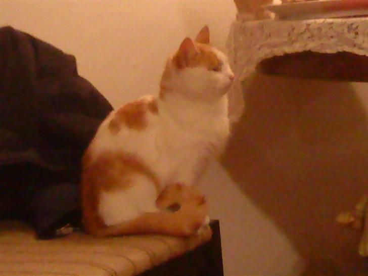 Huskat Sky<3 (min mors) billede 6