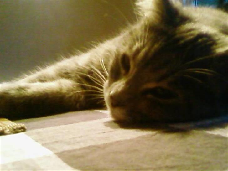 Huskat Felix <3 BORT LØBET billede 8