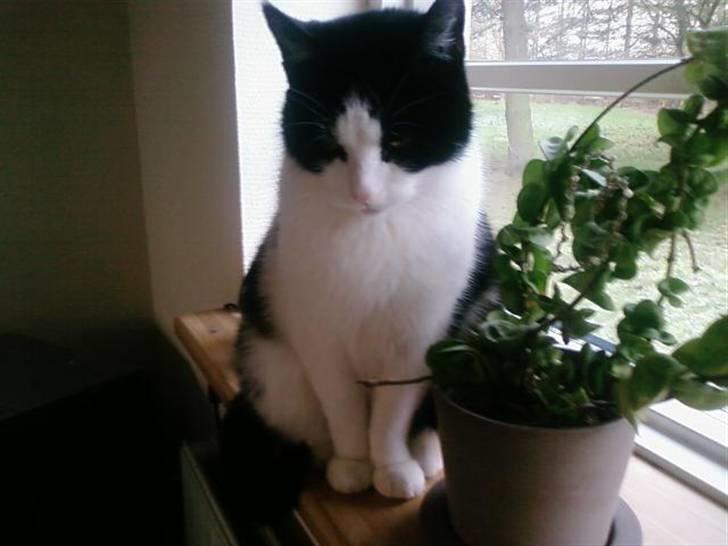 Huskat Sløjfe <3 billede 18