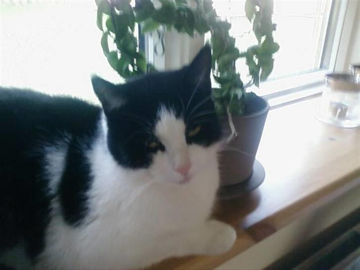 Huskat Sløjfe <3 billede 19