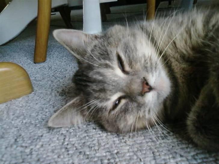 Huskat Felix <3 BORT LØBET billede 9