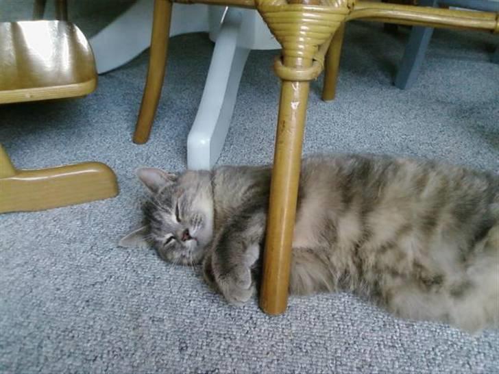 Huskat Felix <3 BORT LØBET billede 10