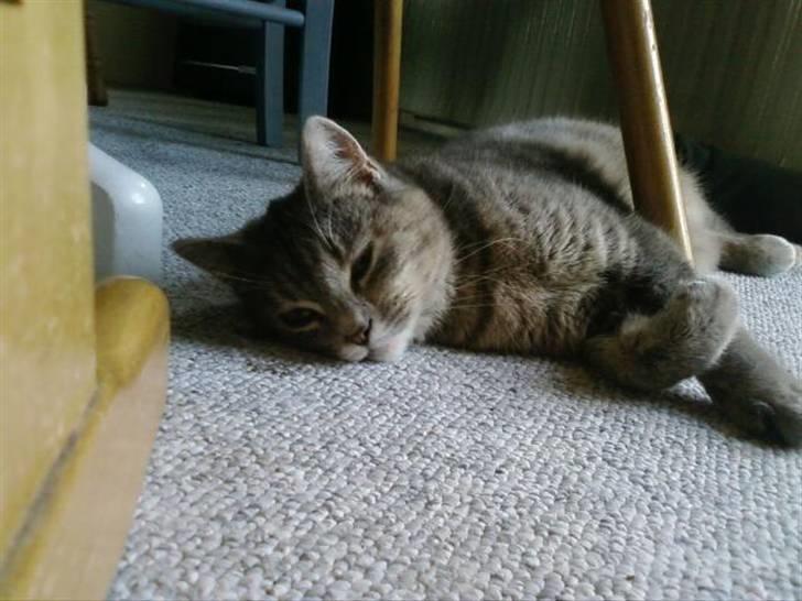 Huskat Felix <3 BORT LØBET billede 11