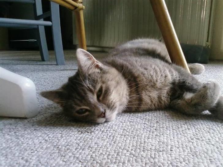 Huskat Felix <3 BORT LØBET billede 12