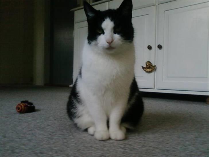 Huskat Sløjfe <3 billede 20