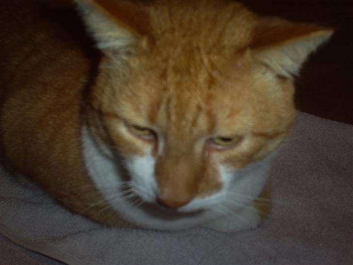 Huskat ~~Lion~~ billede 8