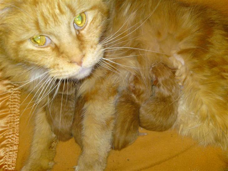 Maine Coon DK Sivkjærs Sif - Sif og killingerne billede 2