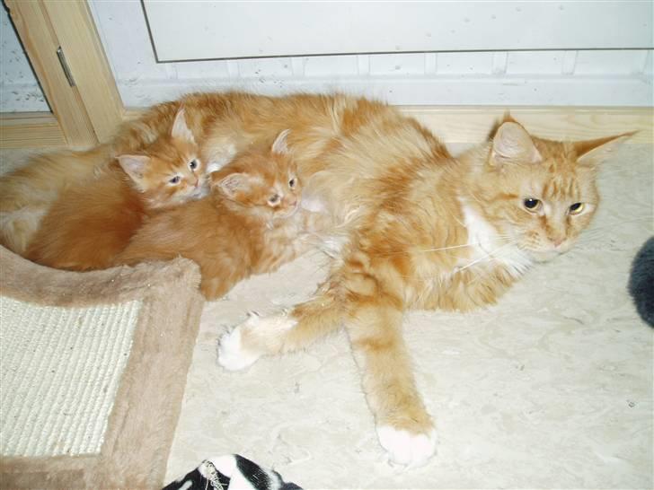 Maine Coon DK Sivkjærs Sif - Sif og killingerne billede 3